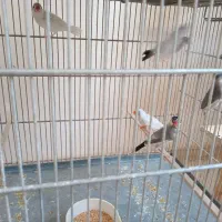 فنچ نرگسی|پرنده|کرج, کیانمهر|دیوار