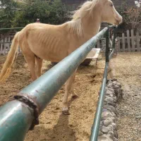 نریون ۳ساله عرب درهشور خالص