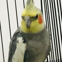 عروس پاریس سخنگو
