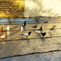 سیزده عددکبوتررنگی