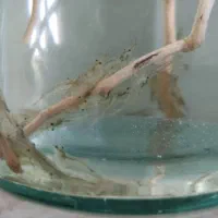 ماهی میگو حلزون شریمپ اکوا