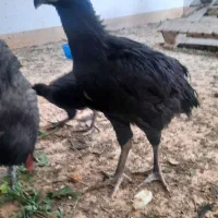 مرغ و خروس لاری