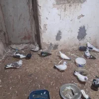 فروش کبوتر تهرانی