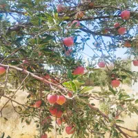 فروش کنتراتی باغ سیب