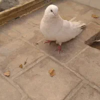 یک عددکبوتر نر سفید|پرنده|اردکان, |دیوار