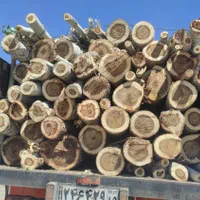 خرید و قطع درخت و چوب|خدمات باغبانی و درختکاری|کرمانشاه, |دیوار