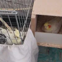 طوطی عروس جفت بالغ لوتینو و سینامون