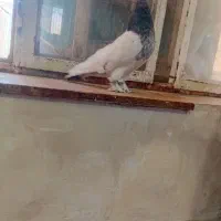 کفتر کبوترکله سبز  نر  بهبانی