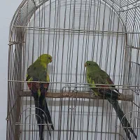 جفت طوطی نائب السلطنه و شاه طوطی|پرنده|تهران, بازار|دیوار