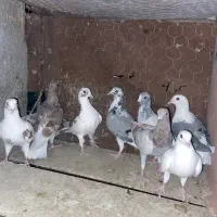 کفتر