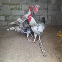 یک‌عددخروس۱۱ماهه‌ودوعددبوقلمون‌جوان‌۱۱ماهه