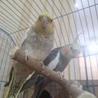 جفت عروس هلندی تخم گذار