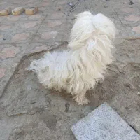 سگ خوب پشمالو|سگ|سراوان, |دیوار