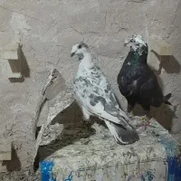 نروماده|پرنده|فسا, |دیوار