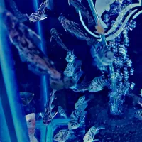 کوی. تترا. پنگوسی|ماهی|شهریار, شهرک وائین|دیوار