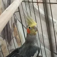 دو عدد عروس هلندی نر