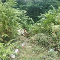 سگ گم شده چنار رو خان