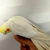 عروس هلندی نر لوتینو