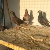 پرنده دم سفید کبوتر|پرنده|گنبد کاووس, |دیوار