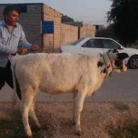 گوساله ماده