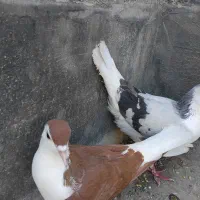 جفت ساده معاوضه با المانی