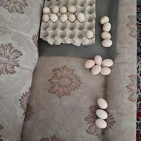 تخم نطفه دار مرغ لاری
