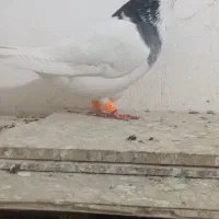 کبوتر