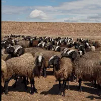 گوسفند نژاد اصیل شال