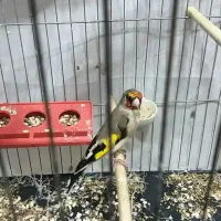 سهره نر وماده شوربخون جفتی قناری