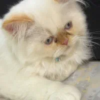 فروش هیمالین