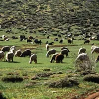 نرینه ماده قوچ میش شیشک بزغاله بخته کاور