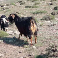 بز دامازغ
