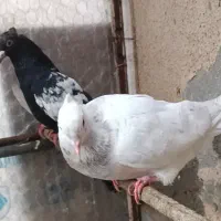 هفترنگ دم سفید نر و ماده .کله سفید.سینه سیاه نر