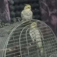 عروس هلندی نر معاوضه با ماده