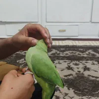 طوطی ملنگو ماده 2 ساله دستی دستی|پرنده|اهواز, کمپلو شمالی|دیوار