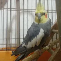 عروس هلندی نر|پرنده|بندر امام خمینی, |دیوار