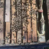 فروش زنبور عسل