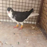 کفتر شهرستانی شیرازی ماده