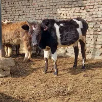 گاو گیلک دورگ