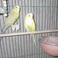 برایه فروش|پرنده|چاروسا, |دیوار