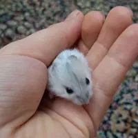 همستر کمپل|موش و خرگوش|تهران, مهرآباد|دیوار