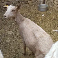 بز سانان|حیوانات مزرعه|مبارکه, |دیوار