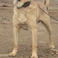 سگ سرابی خالص نسل بلبل|سگ|ملایر, |دیوار