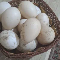 تخم اردک روسی وقوع غاز
