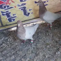 پرنده|پرنده|جغتای, |دیوار