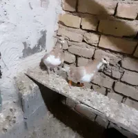 چپ زد|پرنده|شیراز, قلات|دیوار