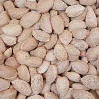 بادام درختی