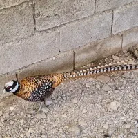ریوز جوجه|پرنده|ساری, |دیوار