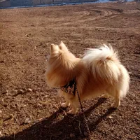 سگ پانامرا|سگ|جوین, |دیوار