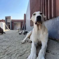 توله آلابای|سگ|اصفهان, ارغوانیه|دیوار